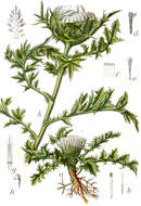 Image of Carlina acaulis L.