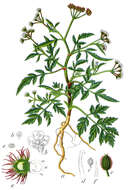 Image of spreading hedgeparsley