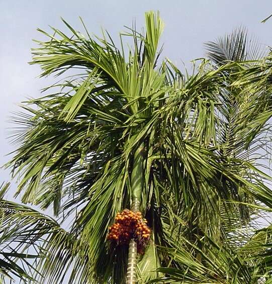 Image of betel palm