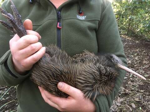 Image of Brown kiwi