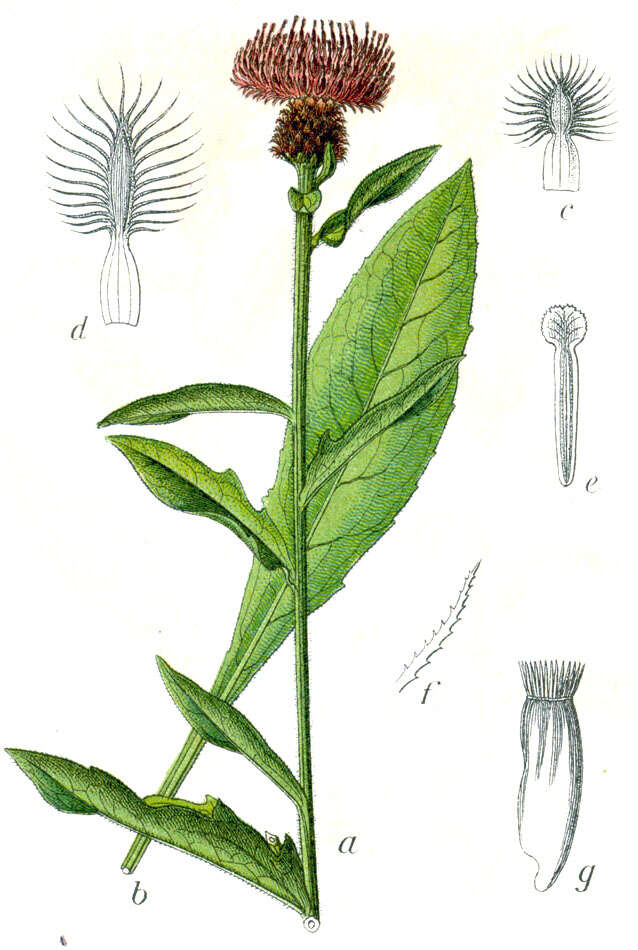 Image of lesser knapweed