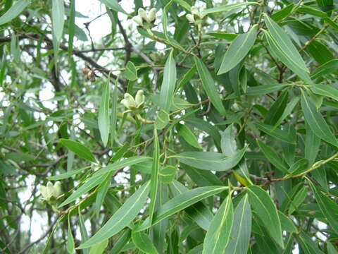 Image of Quillaja brasiliensis (A. St. Hilaire & Tulasne) C. Martius