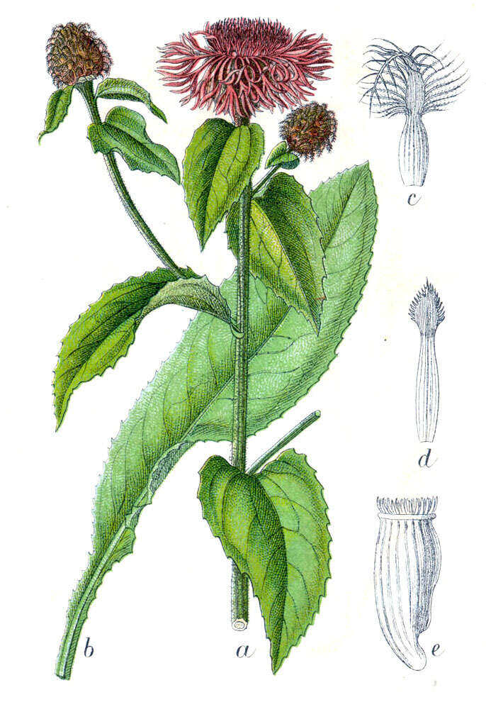 Image of wig knapweed