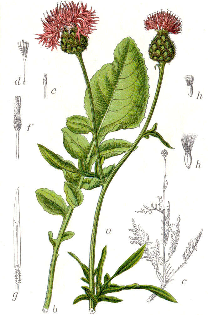 Centaurea scabiosa L. resmi