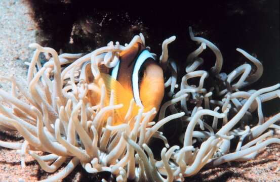 Image of Clownfish