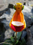 Image of Calceolaria uniflora Lam.