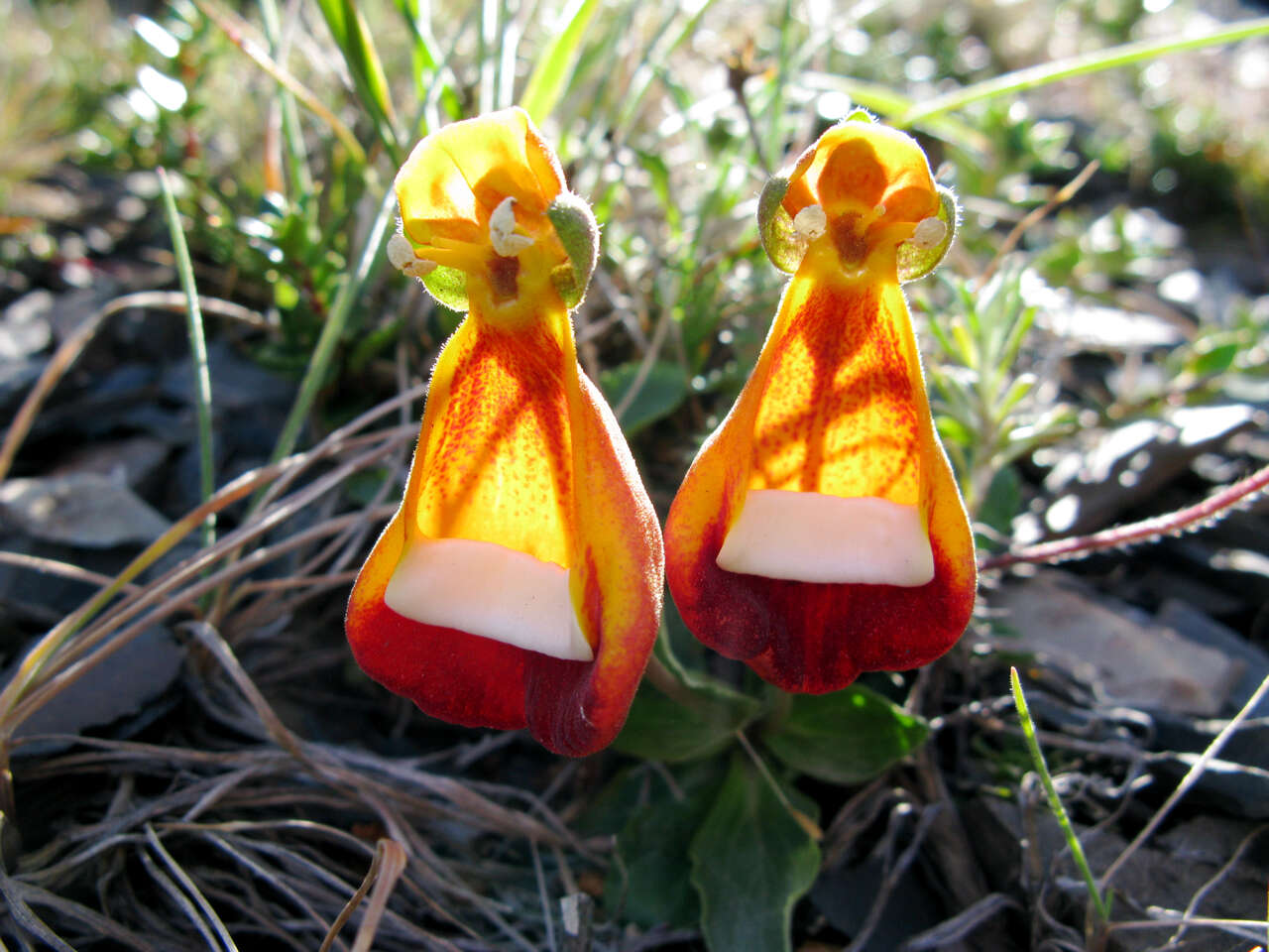 Image of Calceolaria uniflora Lam.