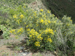 Image of Genista microphylla DC.