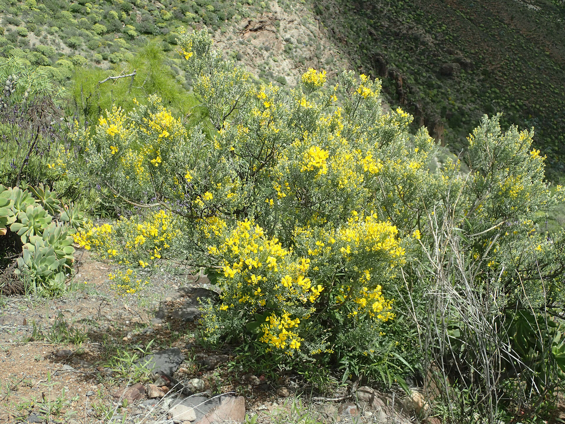 Image of Genista microphylla DC.