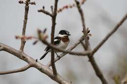 Image of Chinspot Batis