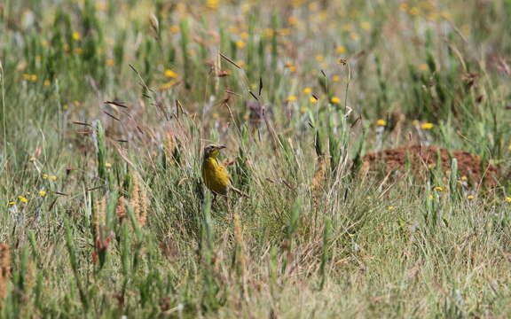 Image de <i>Hemimacronyx chloris</i>