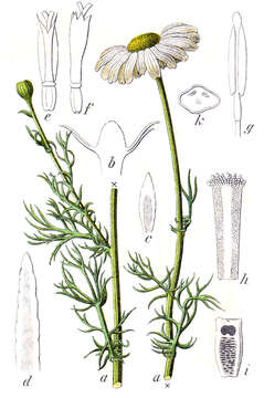 صورة Tripleurospermum maritimum (L.) Koch