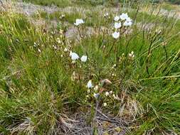 Image of Gentianella bawbawensis (L. G. Adams) Glenny