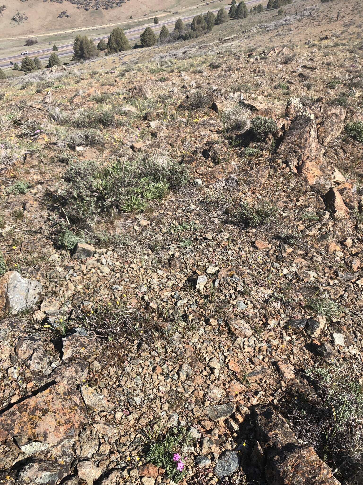 Image of Yreka phlox