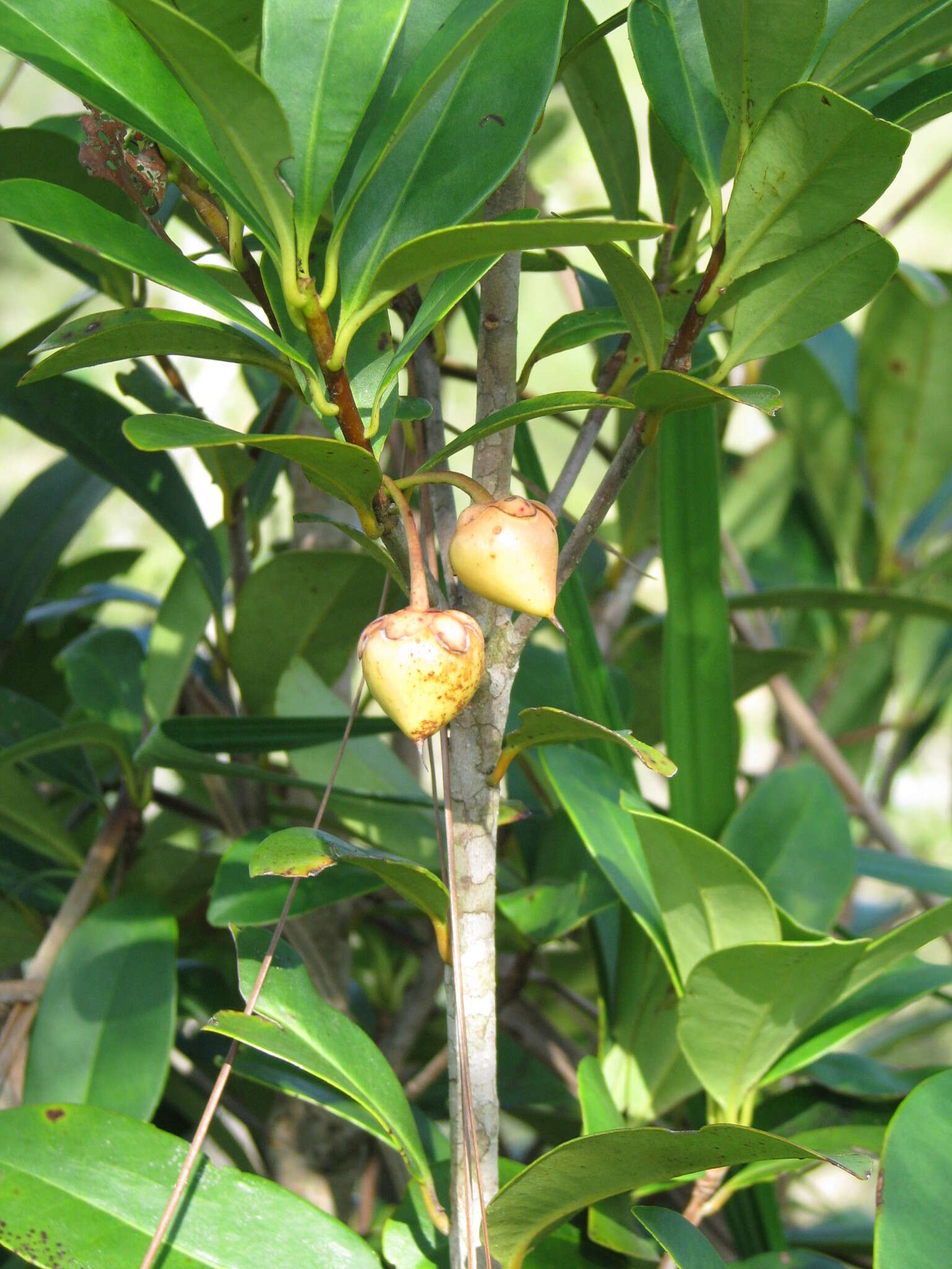 Imagem de Ternstroemia tepezapote Schltdl. & Cham.