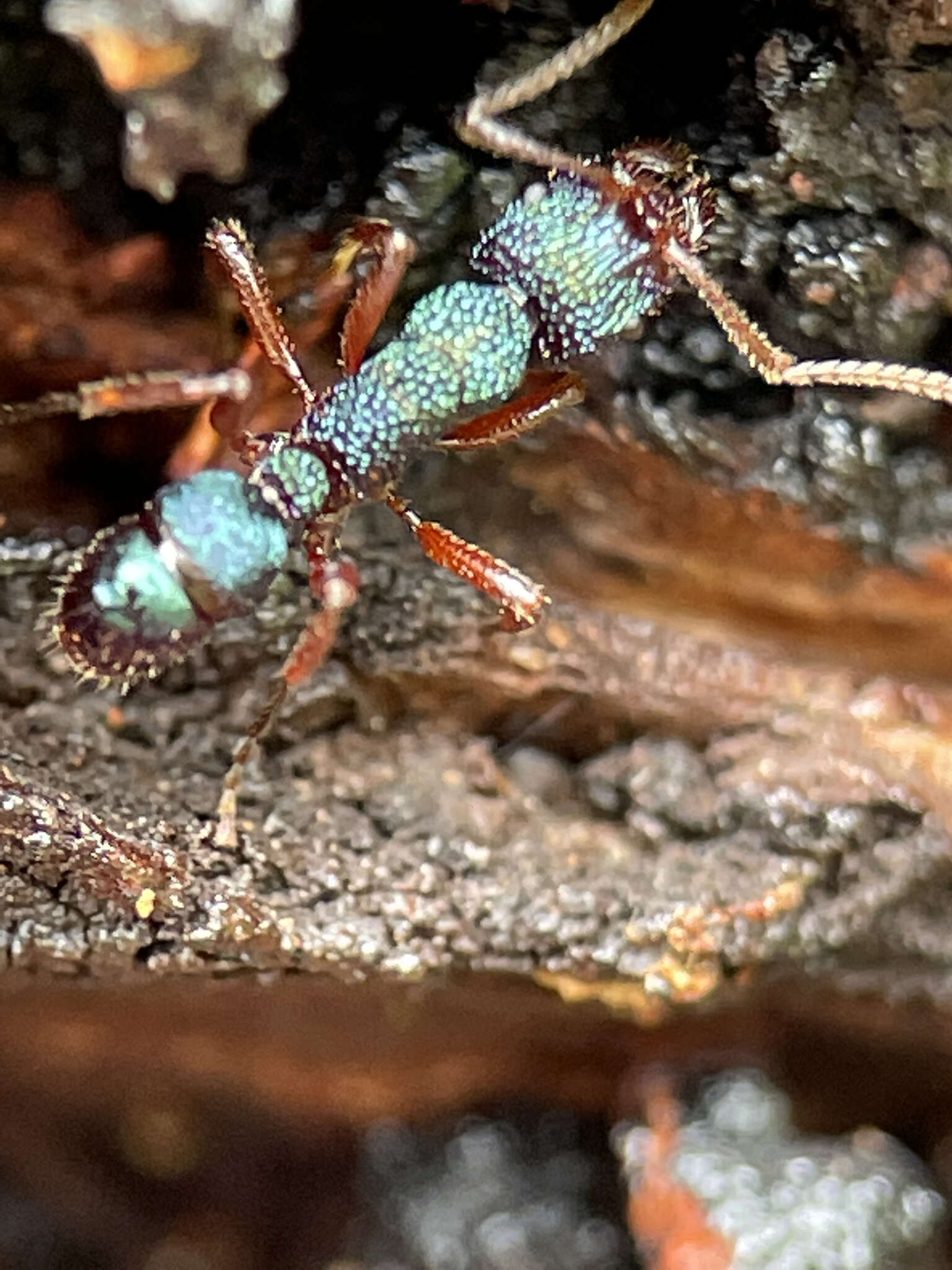 Image of Rhytidoponera aspera (Roger 1860)