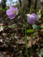 Image of Nuttall's toothwort