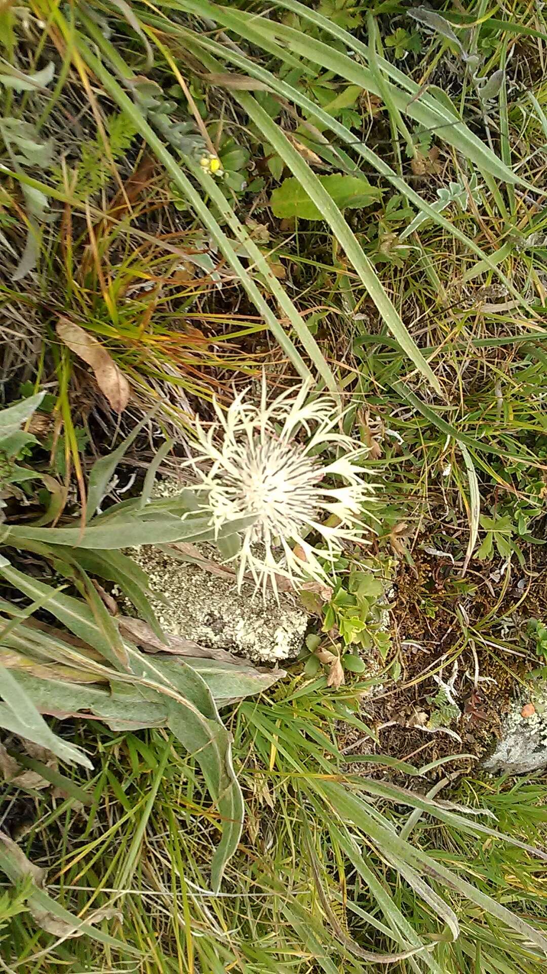 Image of Centaurea cheiranthifolia Willd.