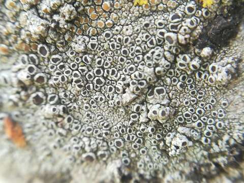 Image of Bumpy rim-lichen;   Rim lichen