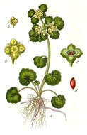 Plancia ëd Chrysosplenium alternifolium L.