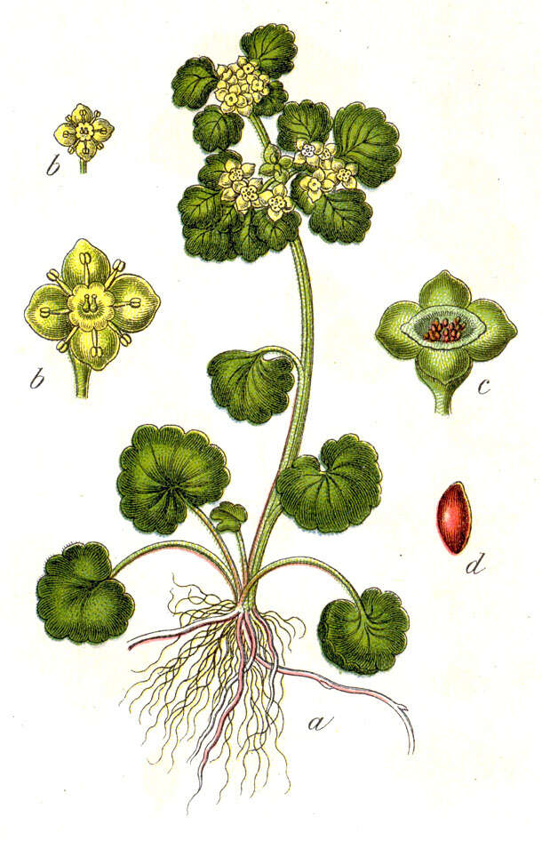 Plancia ëd Chrysosplenium alternifolium L.