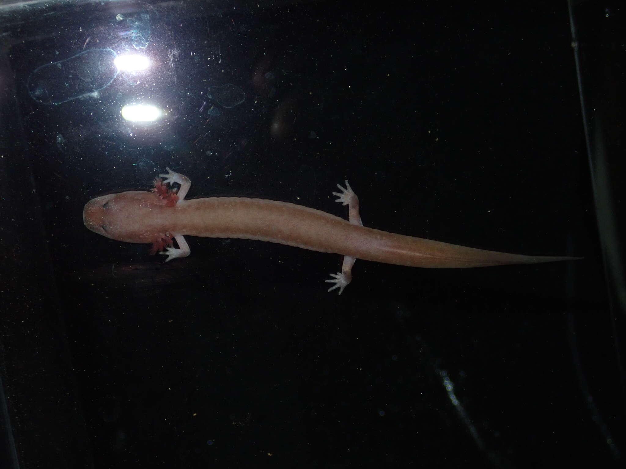 Image of Tennessee Cave Salamander