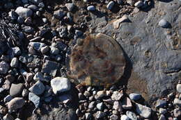 Image of Brown-banded moon jelly