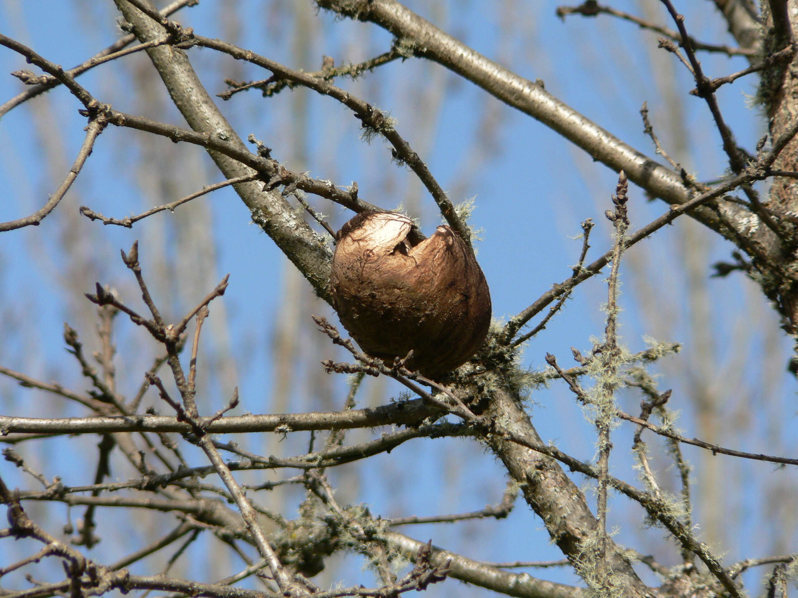 Image of Brewer Oak