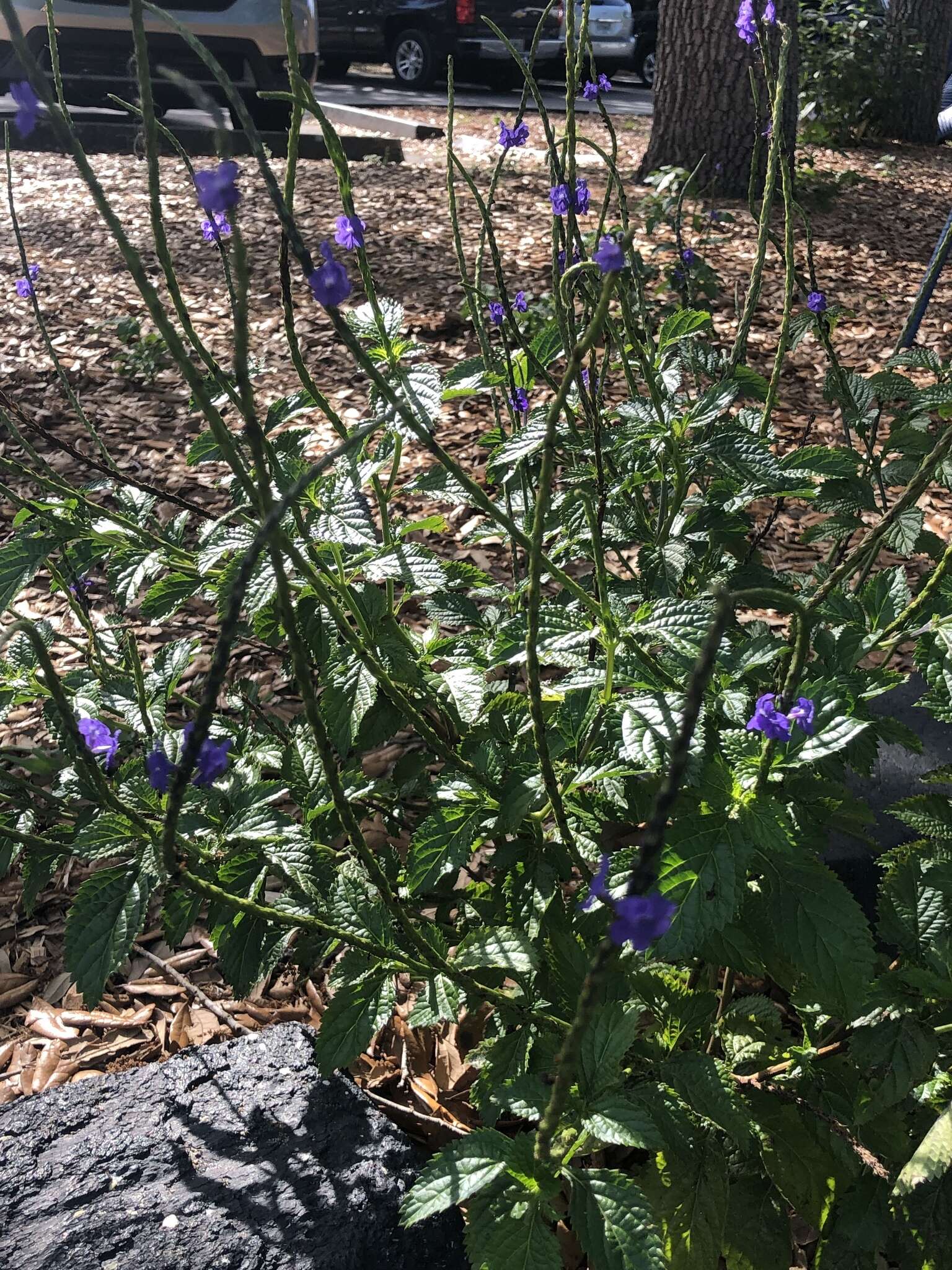 Image of cayenne porterweed