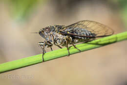 Image of clay bank cicada