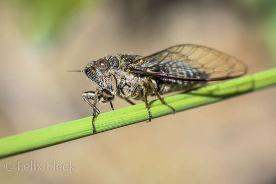 صورة Notopsalta sericea (Walker & F. 1850)