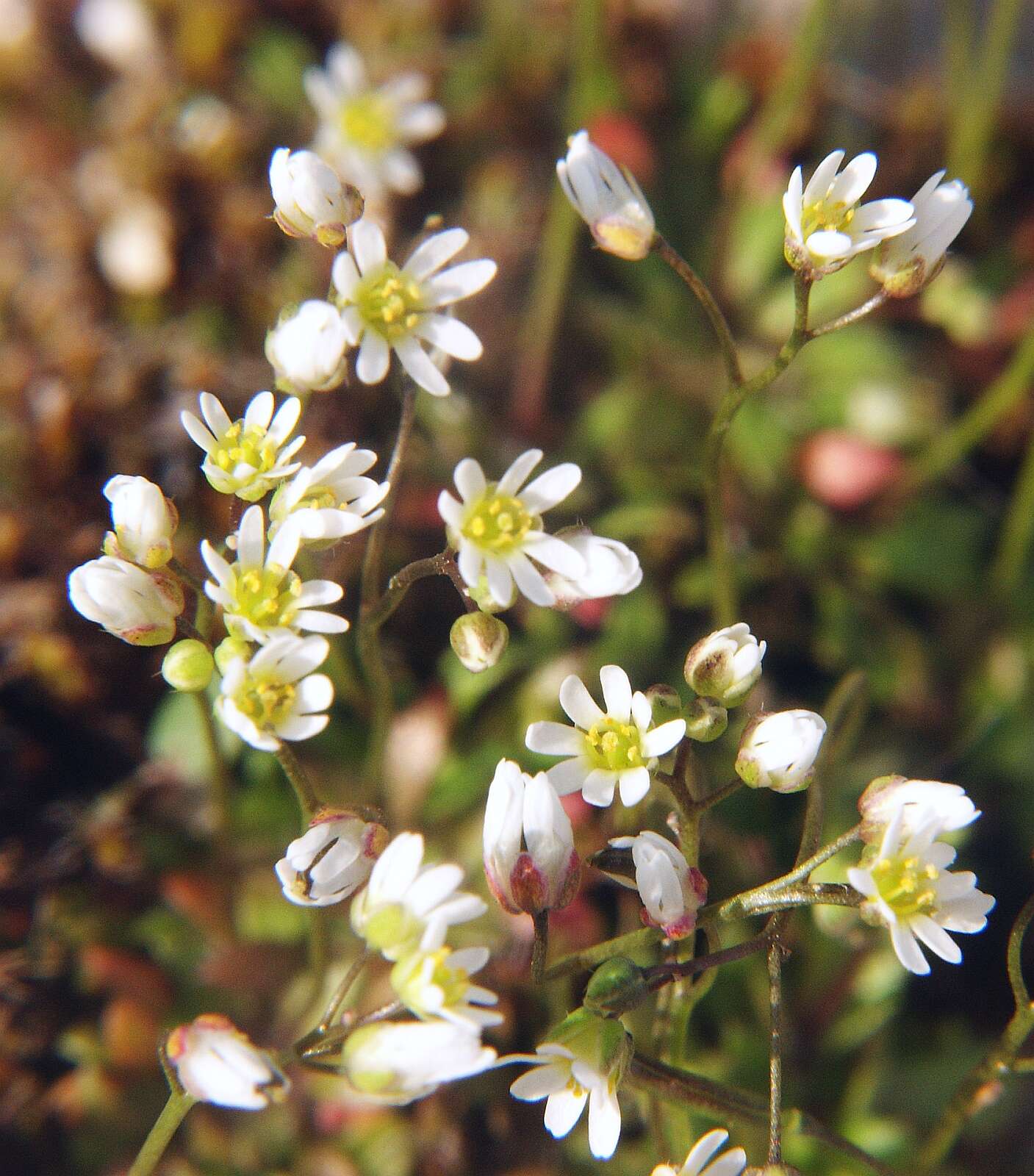 Image of common whitlowgrass