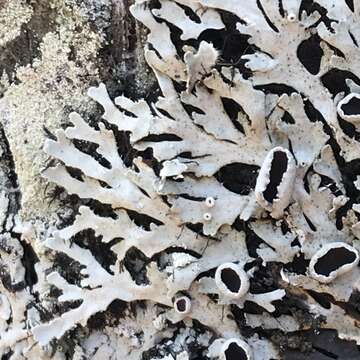 Image of shield lichen