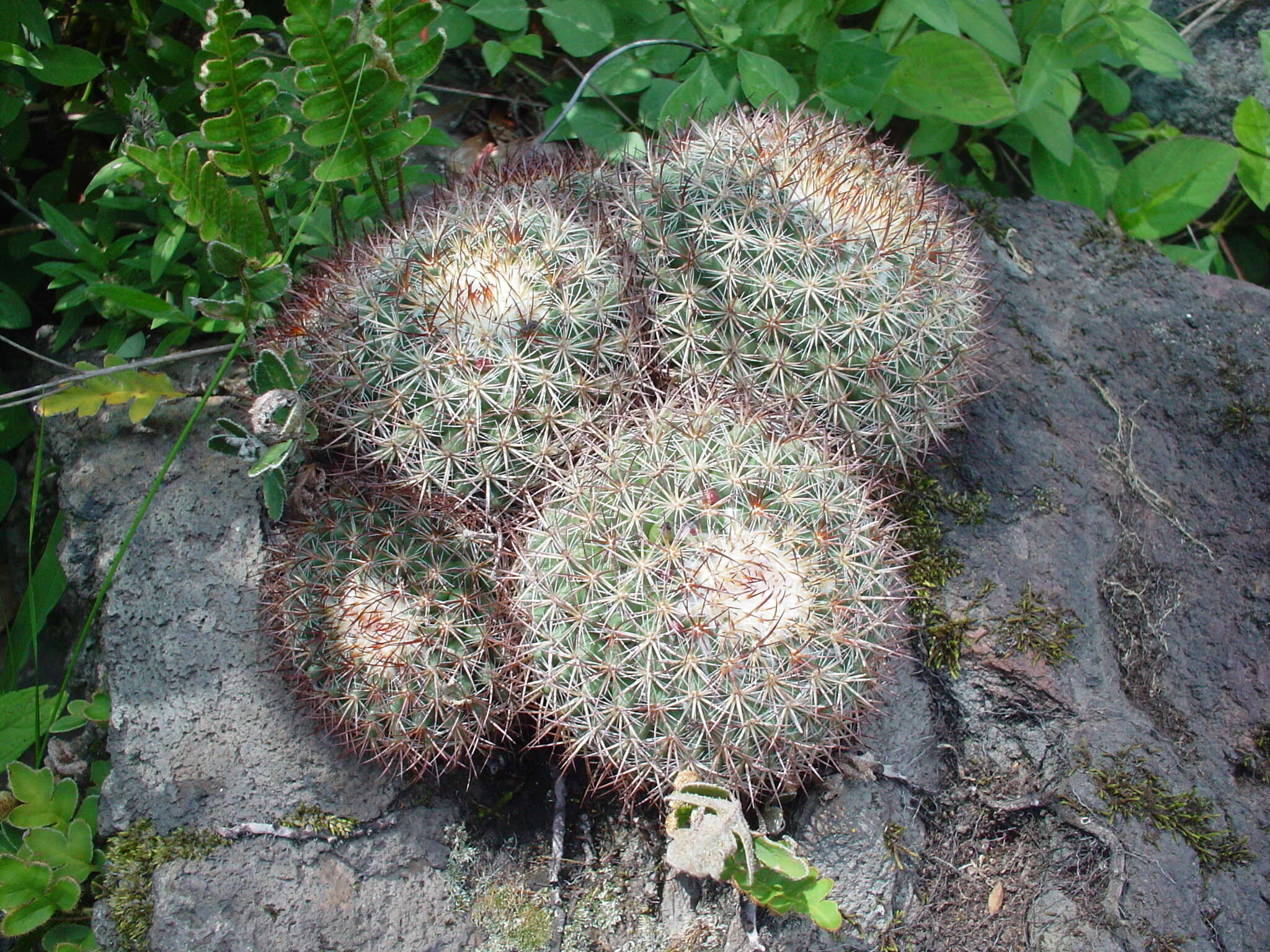 Image of Mammillaria rhodantha subsp. mccartenii D. R. Hunt