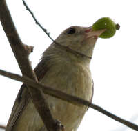 Image of Pale-billed Flowerpecker