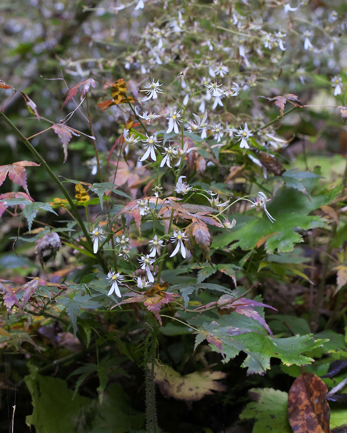 Sivun Saxifraga cortusifolia Sieb. & Zucc. kuva