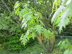 Image of Red Oak