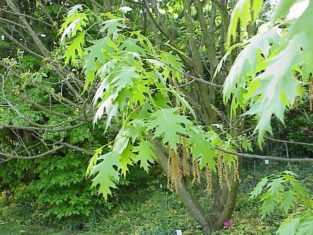 Image of Red Oak