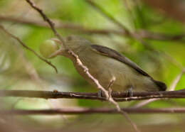 Image of Pale-billed Flowerpecker