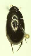 Image of Tropisternus (Tropisternus) columbianus Brown & W. J. 1931
