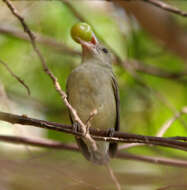 Image of Pale-billed Flowerpecker