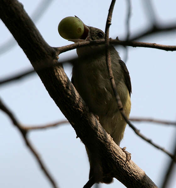 Image of Pale-billed Flowerpecker