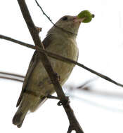 Image of Pale-billed Flowerpecker