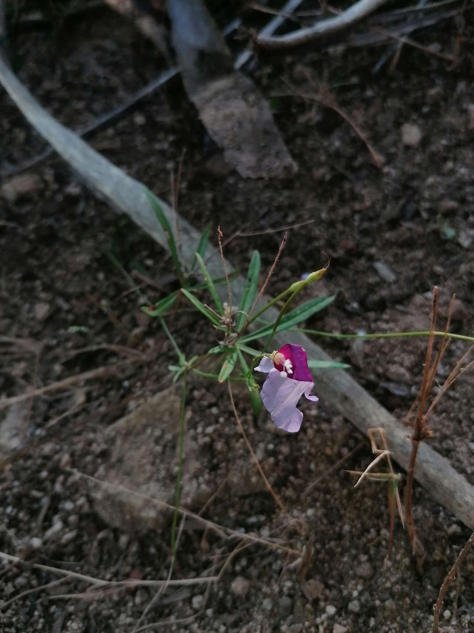 Sivun <i>Ipomoea <i>ternifolia</i></i> var. ternifolia kuva