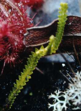 Image of Pseudolycopodiella paradoxa (Mart.) Holub