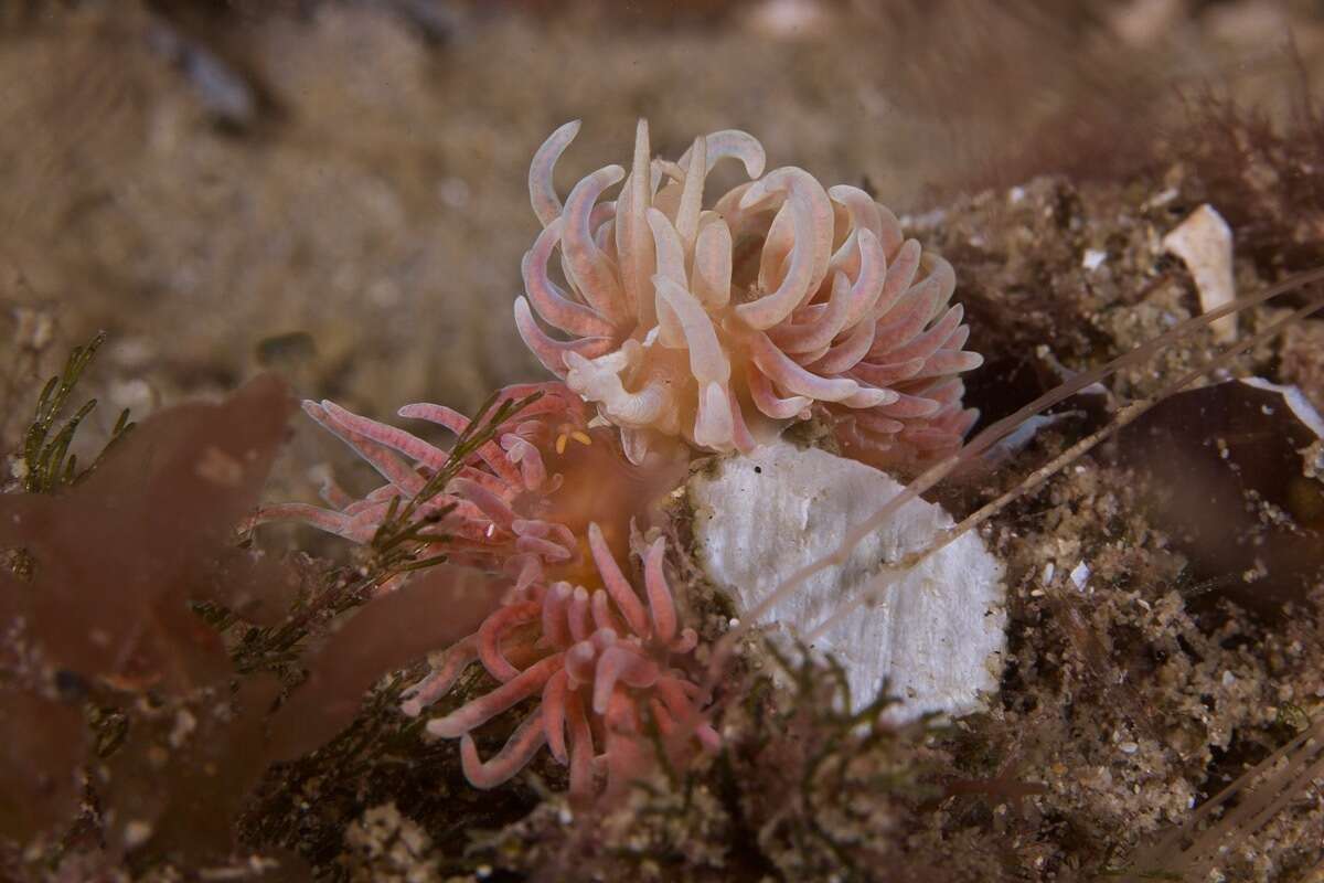 Image of coral nudibranch