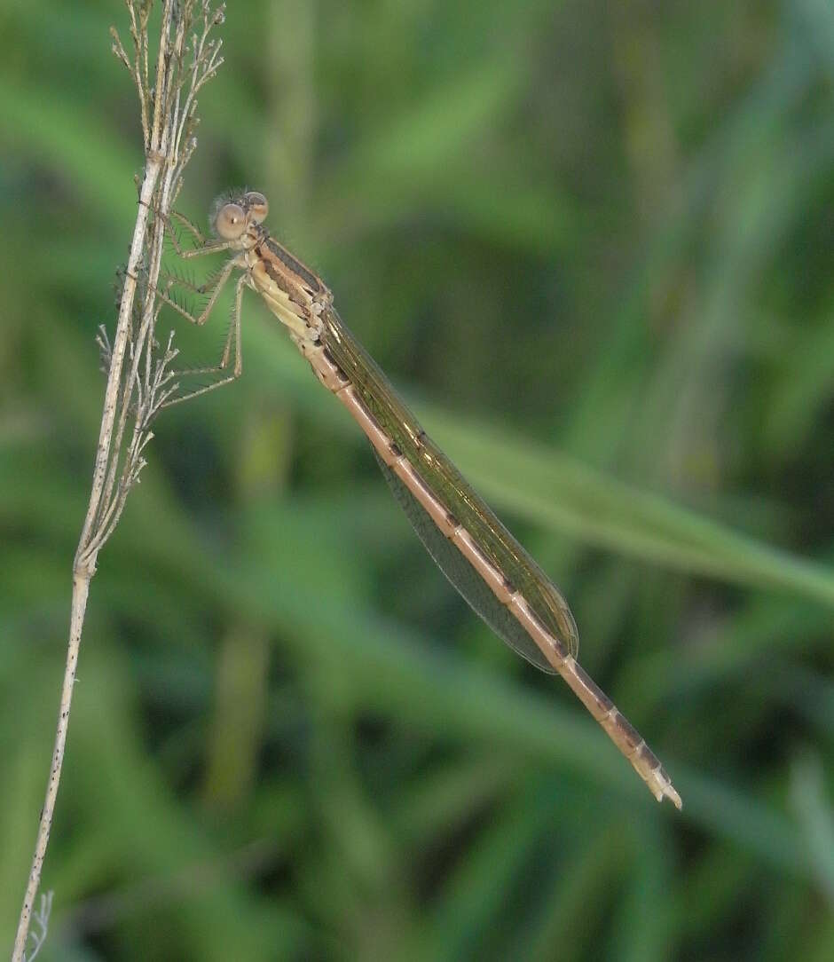 Image of Common Winter Damsel