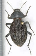 Image of Somaticus (Somaticus) aeneus (Solier 1843)