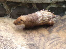 Image of Sunda Porcupine