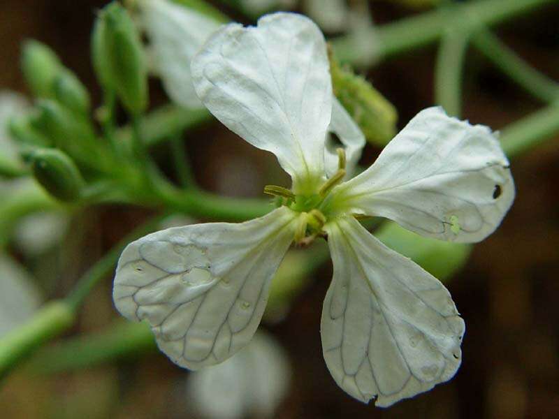 Image of cultivated radish